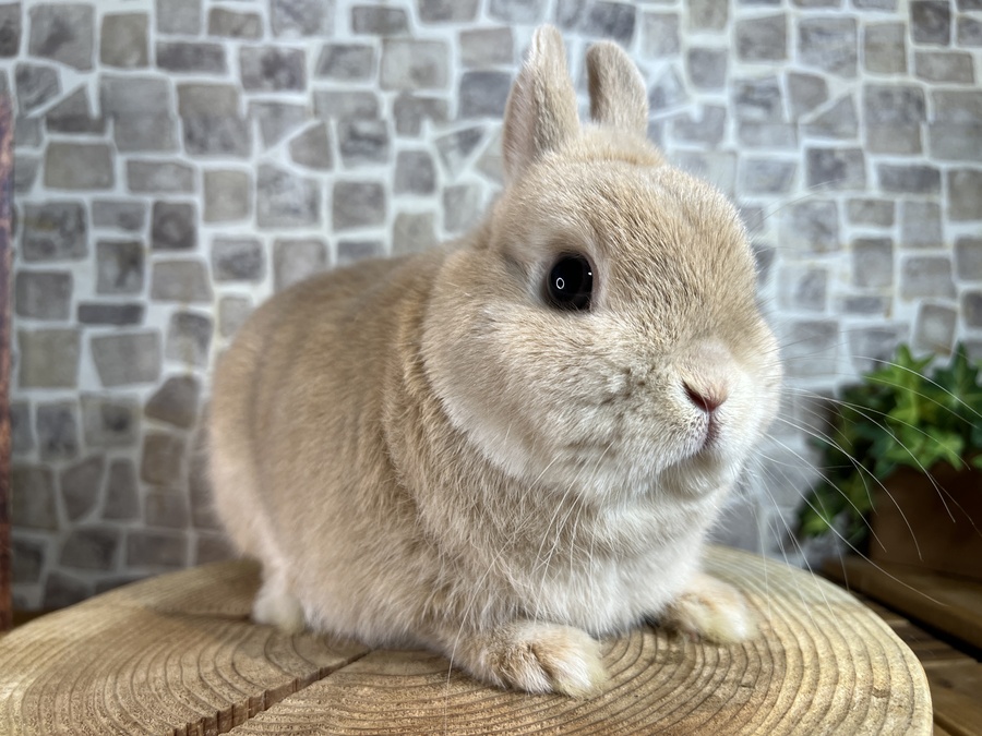 札幌 うさぎカフェ・うさぎ販売 | モンラパン（mon Lapin）